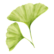 Ginkgo