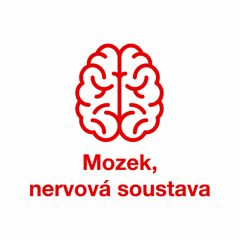 mozek