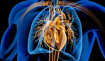 Jak uchovat srdce a cévy zdravé?